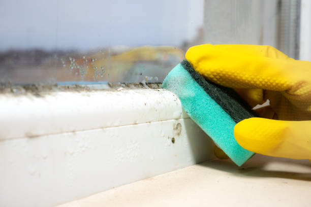 Best Mold Testing and Inspection Services in West Glens Falls, NY